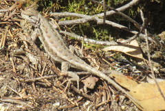 Sceloporus graciosus gracilis
