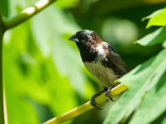 Spermestes cucullata