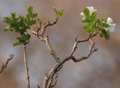 Dolichandrone falcata