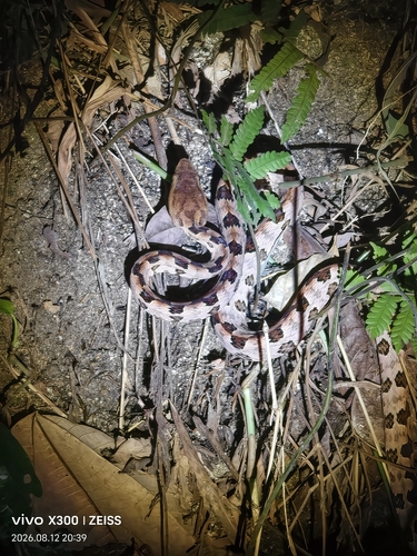 Brown spotted pitviper