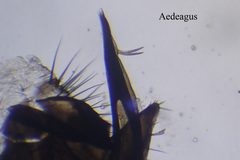 Hilara anglodanica