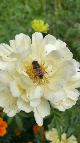 Common Drone Fly