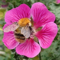 Bombus pascuorum