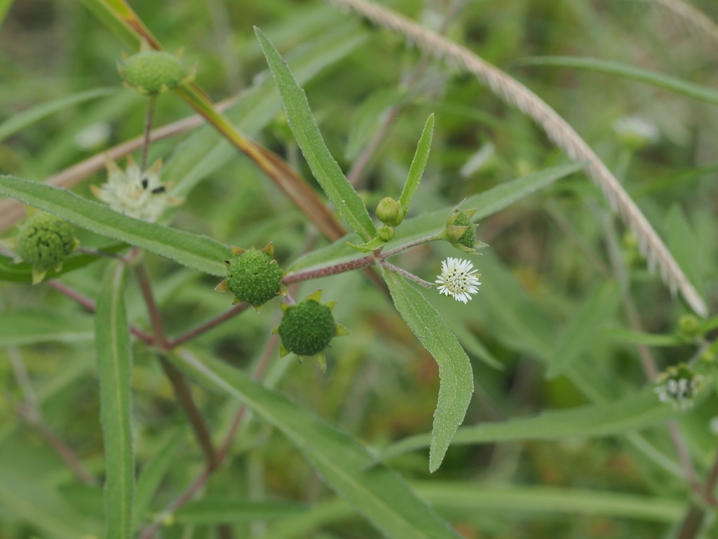 Eclipta prostrata; photograph (c) ITÔ, Hiroki, some rights reserved (CC BY)