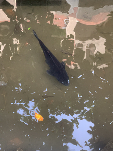 Amur Carp
