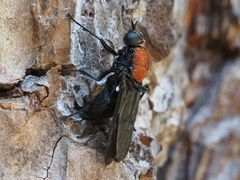 Clitellaria ephippium