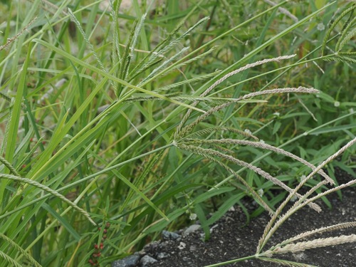 Eleusine indica, photograph 4