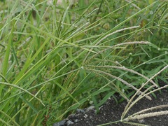 Eleusine indica, photograph (c) ITÔ, Hiroki, some rights reserved (CC BY)