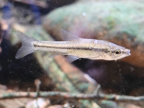 Topmouth Gudgeon