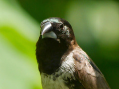 Spermestes cucullata