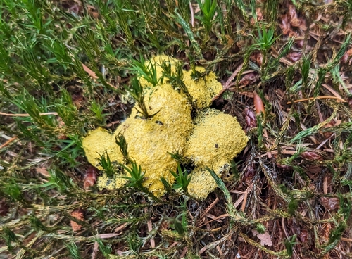 Dog Vomit Slime Mold