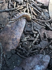 Hemiscolopendra