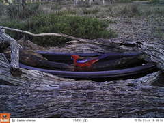 Platycercus elegans elegans