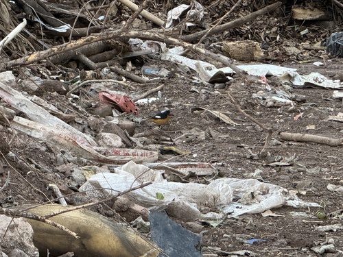 Daurian Redstart