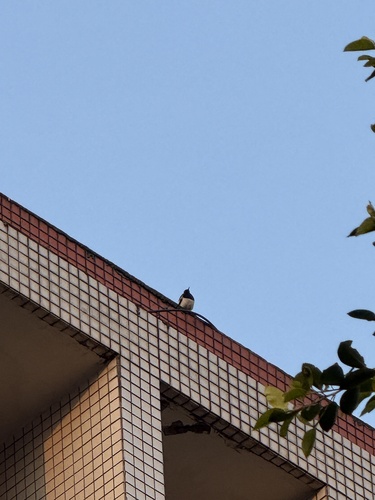 Oriental Magpie-Robin
