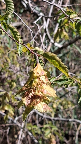 Eastern Hornbeam