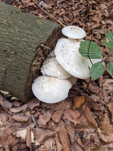 porcelain mushroom