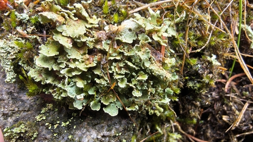 Finger Cup Lichen