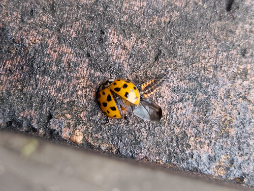 Asian Lady Beetle