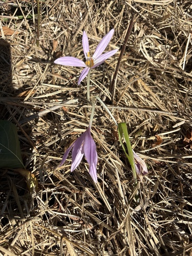 Autumn Crocus