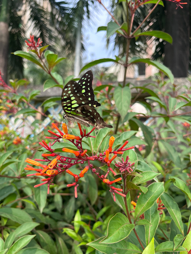 Tailed Jay