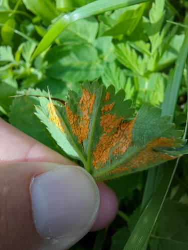 Lady's Mantle Rust