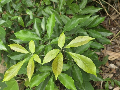 Vitex quinata observed 2026-09-23