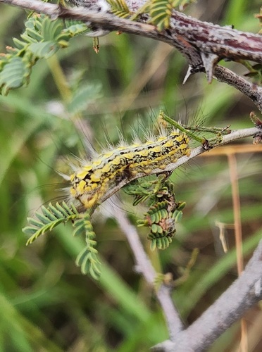 Mesquite Stinger Moth