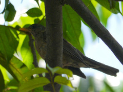 Turdus pelios