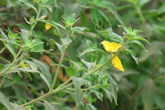 Ludwigia peruviana
