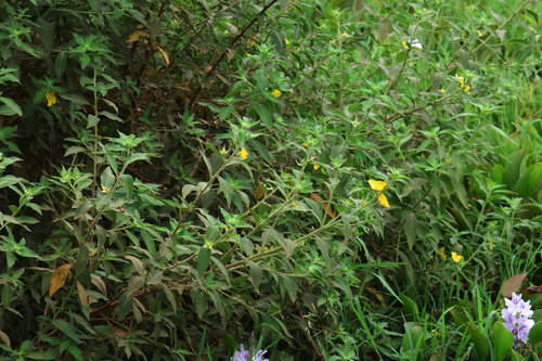 Ludwigia peruviana, photograph 1