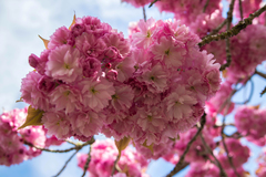 Prunus