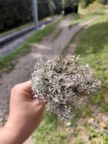tree moss