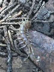 Hemiscolopendra