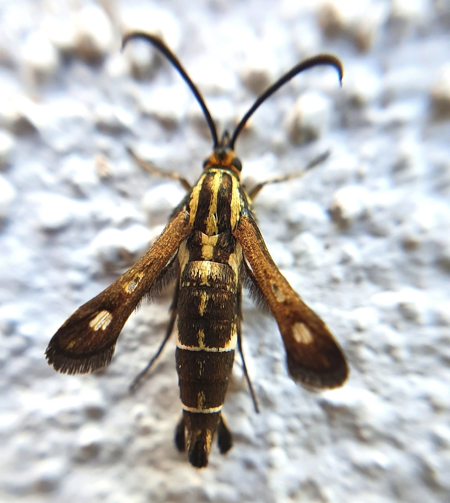 Chamaesphecia aerifrons