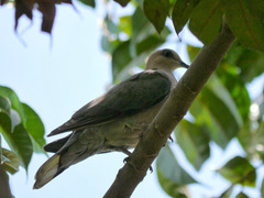 Streptopelia semitorquata