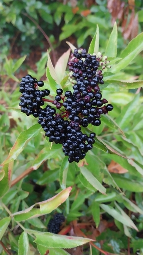 Dwarf Elder