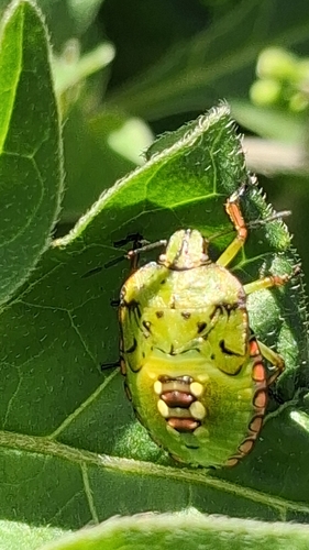 Southern Green Stink Bug