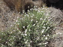 Calocephalus lacteus