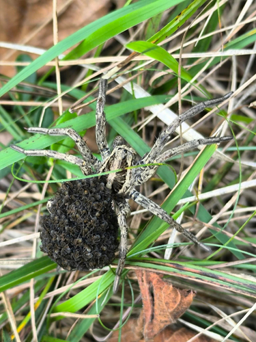 Radiated Wolf Spider