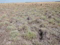 Calocephalus lacteus