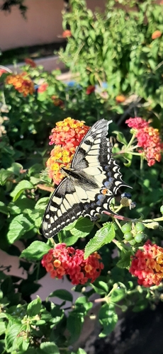 Old World Swallowtail