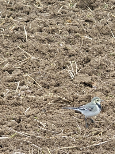 White Wagtail