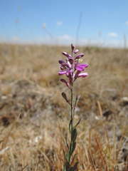 Comesperma polygaloides