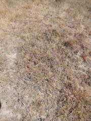 Comesperma polygaloides