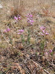 Comesperma polygaloides