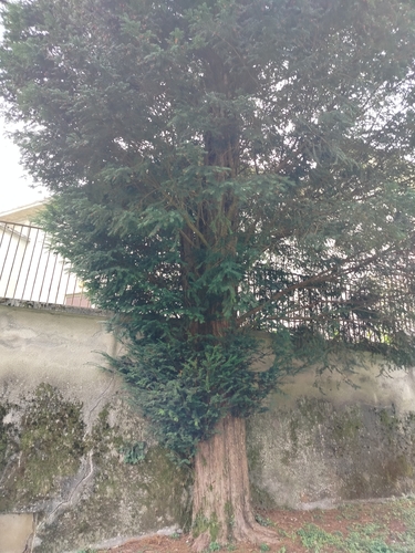 common yew