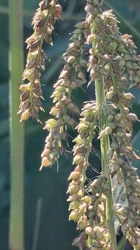 barnyardgrass