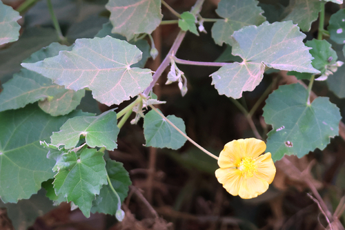 Abutilon indicum, photograph 1