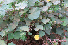 Abutilon indicum